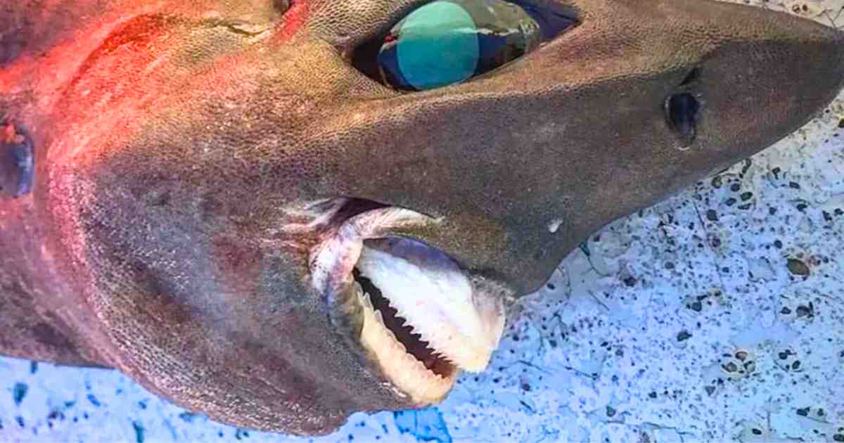 Weird Deep Sea Shark Shocks Fisherman: 'Stuff of Nightmares' - Exgenus