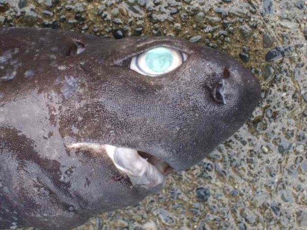 Weird Deep Sea Shark Shocks Fisherman: 'Stuff of Nightmares' - Exgenus