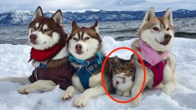 The cat, who was rescued and raised by a husky, now considers herself a big and brave dog (10 photos) » Nevsedoma