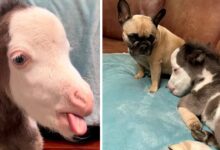 Abandoned & Differently-Abled Miniature Horse Lives Indoors With 3 Dog Friends