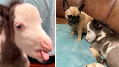 Abandoned & Differently-Abled Miniature Horse Lives Indoors With 3 Dog Friends