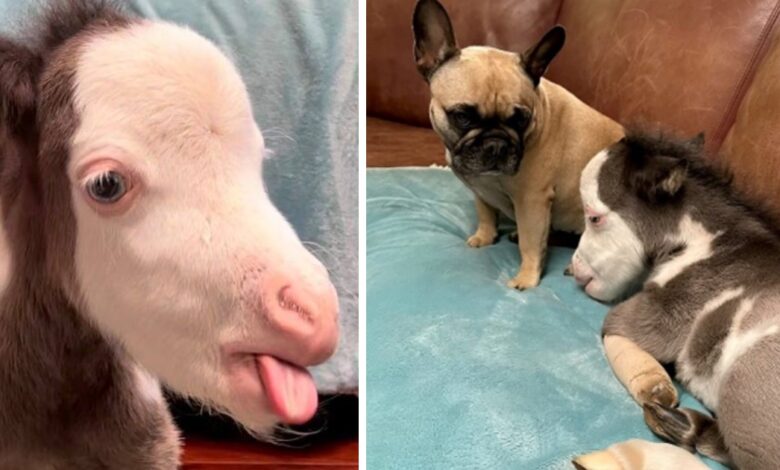 Abandoned & Differently-Abled Miniature Horse Lives Indoors With 3 Dog Friends