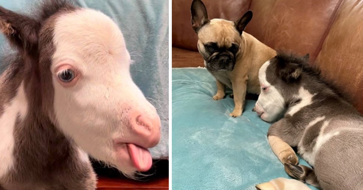 Abandoned & Differently-Abled Miniature Horse Lives Indoors With 3 Dog Friends