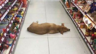 Store opens their doors for stray dog to cool off on hot summer day