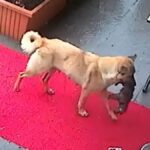 Incredible moment mother dog carries her dying puppy to vet for treatment and looks on anxiously as medic tries to save the tiny pooch… before happy ending