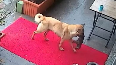 Incredible moment mother dog carries her dying puppy to vet for treatment and looks on anxiously as medic tries to save the tiny pooch… before happy ending