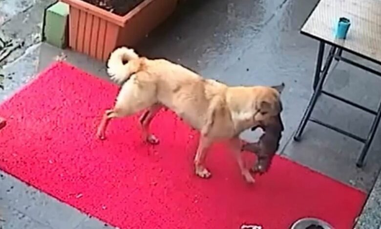 Incredible moment mother dog carries her dying puppy to vet for treatment and looks on anxiously as medic tries to save the tiny pooch… before happy ending