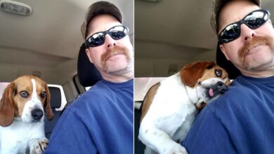 A Dog Is Rescued From Euthanization And Can’t Hold Back His Happiness