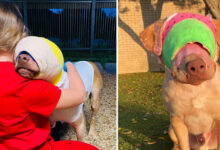 Sweetest Dog Who Was Set On Fire To Receive Hero Animal Award
