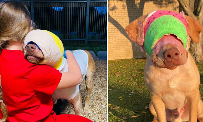 Sweetest Dog Who Was Set On Fire To Receive Hero Animal Award
