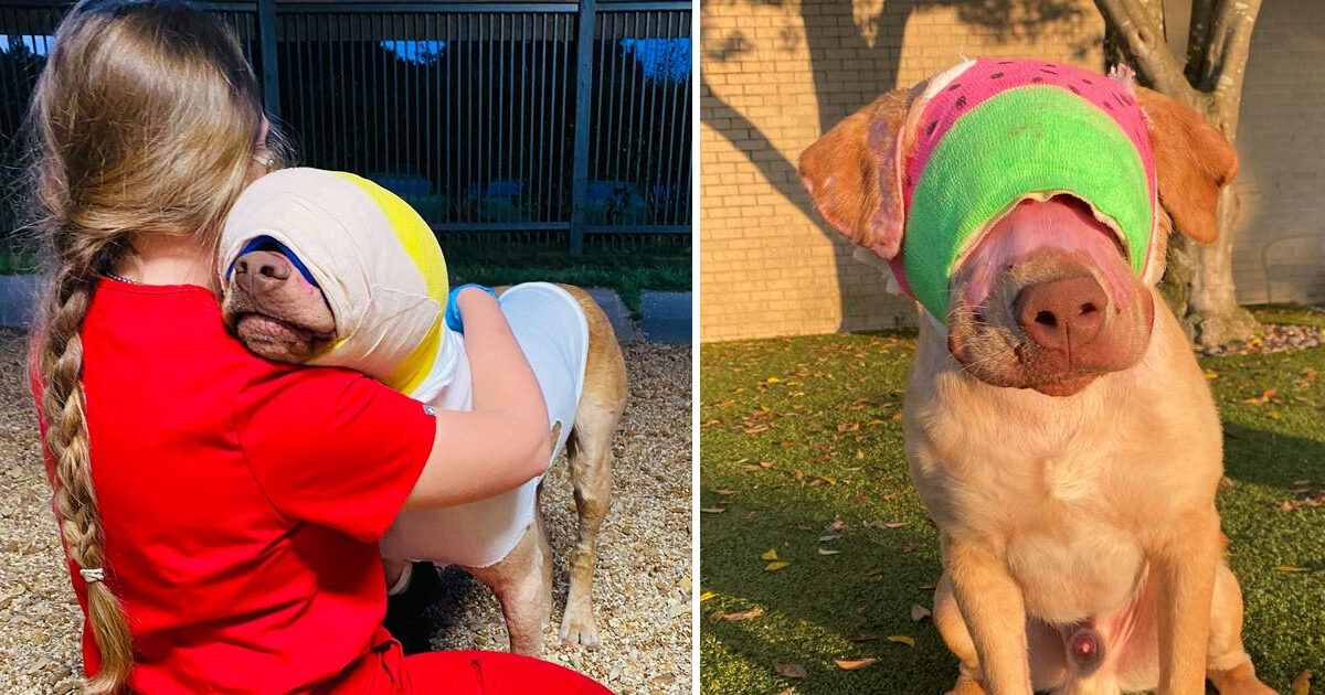 Sweetest Dog Who Was Set On Fire To Receive Hero Animal Award