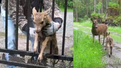 Mama Deer Watches as Kind Hearted Man Rescues Her Fawn