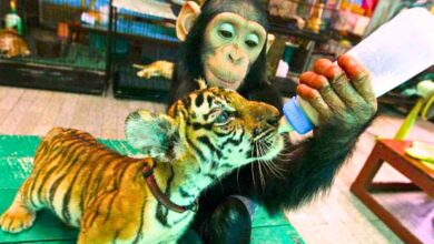 Chimpanzee bottle feeds tiger cubs at zoo in Bangkok, Thailand