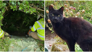 Cat's meowing leads police to missing 83-year-old woman who fell into ravine