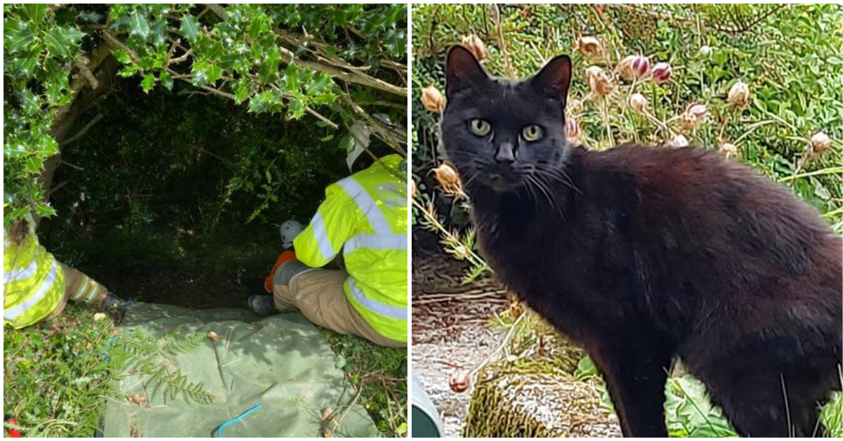 Cat's meowing leads police to missing 83-year-old woman who fell into ravine