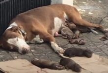 Starving Mama Dog And Her Malnourished Newborns Saved Just In Time