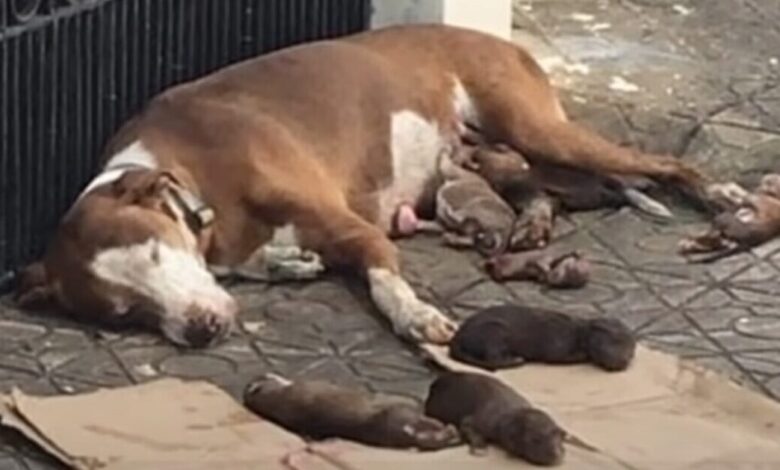 Starving Mama Dog And Her Malnourished Newborns Saved Just In Time