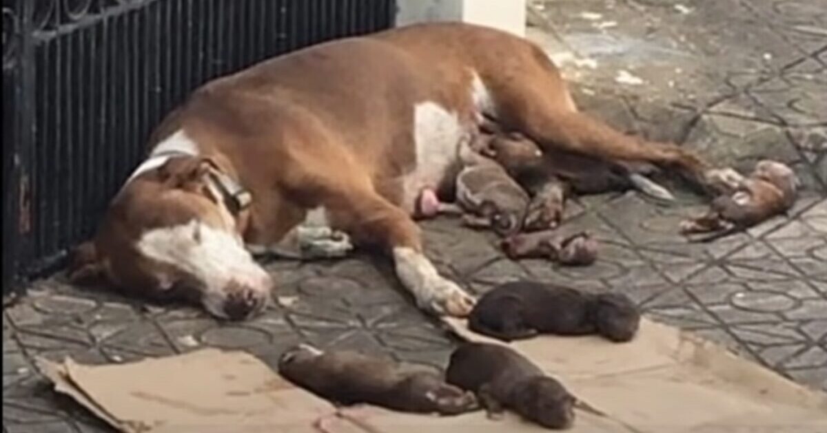 Starving Mama Dog And Her Malnourished Newborns Saved Just In Time