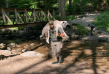 Ranger Saves Overheated Dog, Carrying Him Miles Down A Rocky Trail