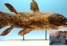 420-million-year-old fish that predates dinosaurs found alive