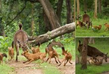 Photographer captures brave Sambar deer mother trying to fight off pack of dogs attacking her fawn