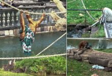 Ape has a tug-of-war with family of otters at Belgian zoo