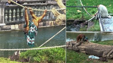 Ape has a tug-of-war with family of otters at Belgian zoo