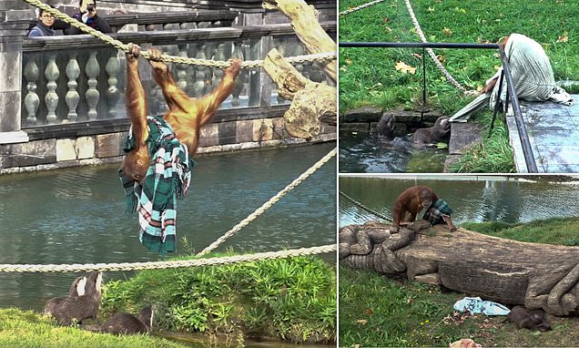 Ape has a tug-of-war with family of otters at Belgian zoo