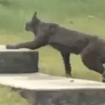 Black Canada Lynx Caught on Camera For The First Time, And There's Video