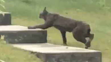 Black Canada Lynx Caught on Camera For The First Time, And There's Video