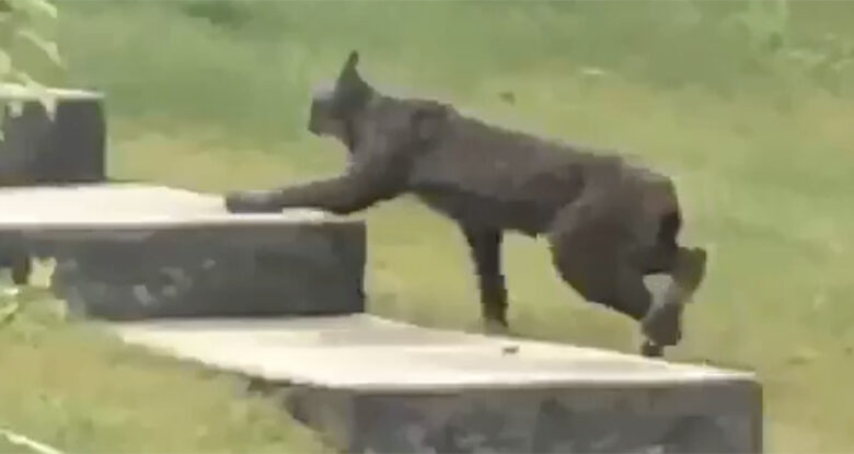Black Canada Lynx Caught on Camera For The First Time, And There's Video