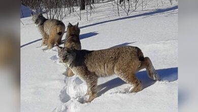 Couple Has Breathtaking Encounter With A Group Of Majestic Wild Cats