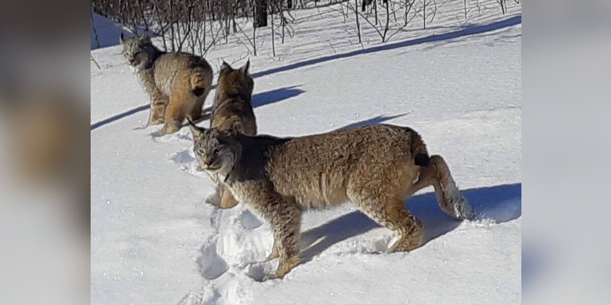 Couple Has Breathtaking Encounter With A Group Of Majestic Wild Cats
