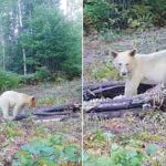 Elusive WHITE black bear seen frolicking on Michigan trail camera