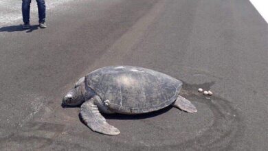 Endangered turtle lays eggs on runway of airport built over a beach