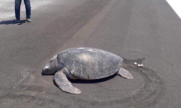 Endangered turtle lays eggs on runway of airport built over a beach