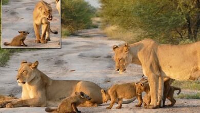Fantastic Mr Fox leaves pride of lions licking their wounds
