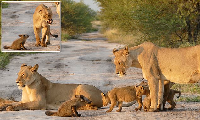 Fantastic Mr Fox leaves pride of lions licking their wounds