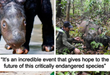 “It’s An Incredible Event”: Critically Endangered Sumatran Rhino Welcomes Her First Baby Calf