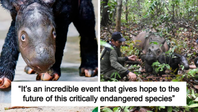 “It’s An Incredible Event”: Critically Endangered Sumatran Rhino Welcomes Her First Baby Calf