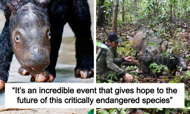 “It’s An Incredible Event”: Critically Endangered Sumatran Rhino Welcomes Her First Baby Calf