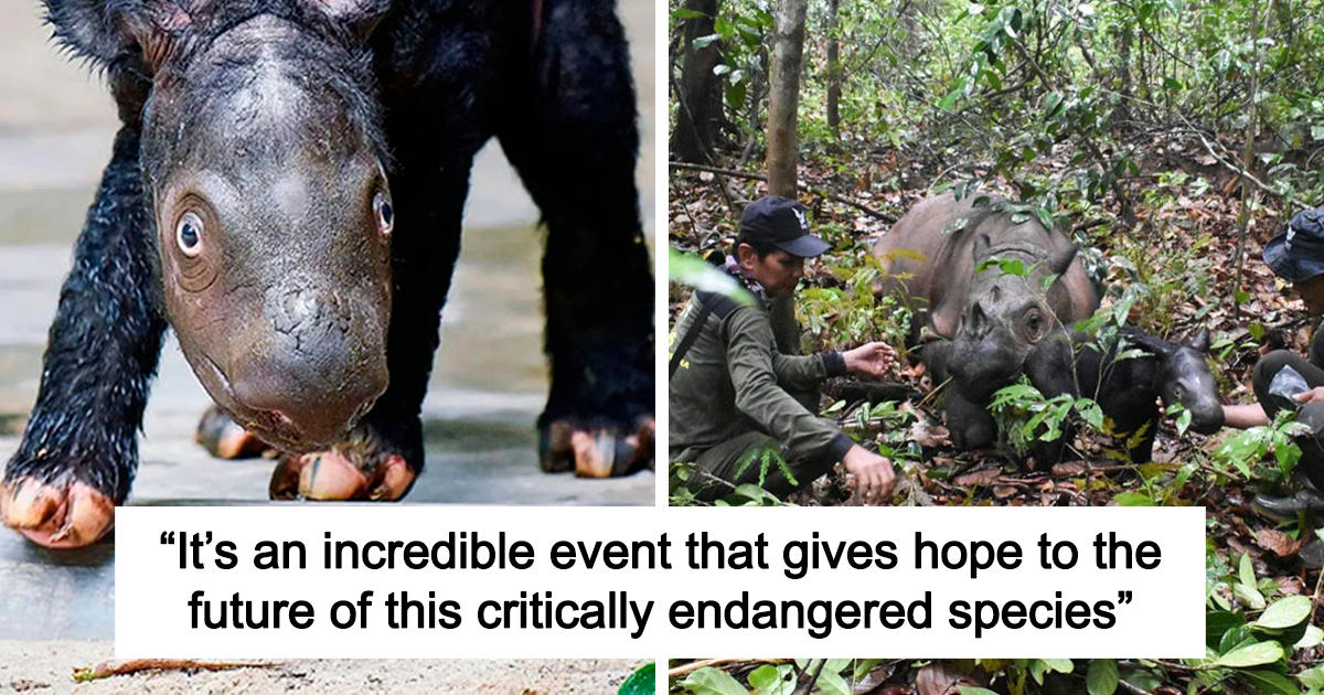“It’s An Incredible Event”: Critically Endangered Sumatran Rhino Welcomes Her First Baby Calf
