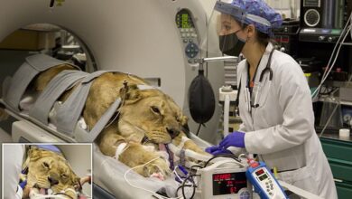 Lioness rescued from Joe Exotic's Tiger King zoo undergoes surgery