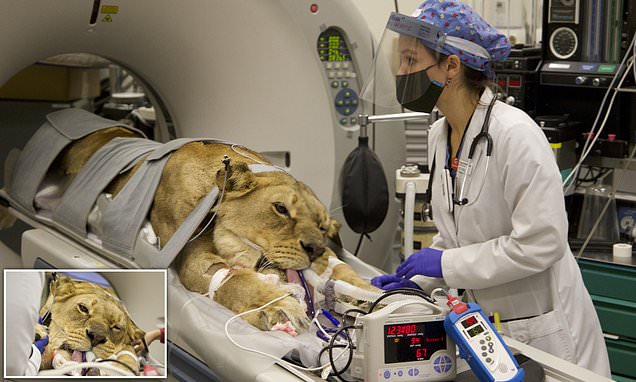 Lioness rescued from Joe Exotic's Tiger King zoo undergoes surgery