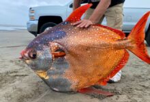 A 100-pound opah, also known as a moonfish, washed up on a beach near Sunset Beach in northern Oregon on July 14.