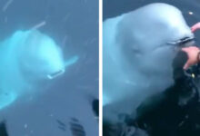 Nice Whale Returns Phone Woman Accidentally Dropped Into Sea