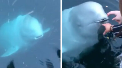 Nice Whale Returns Phone Woman Accidentally Dropped Into Sea