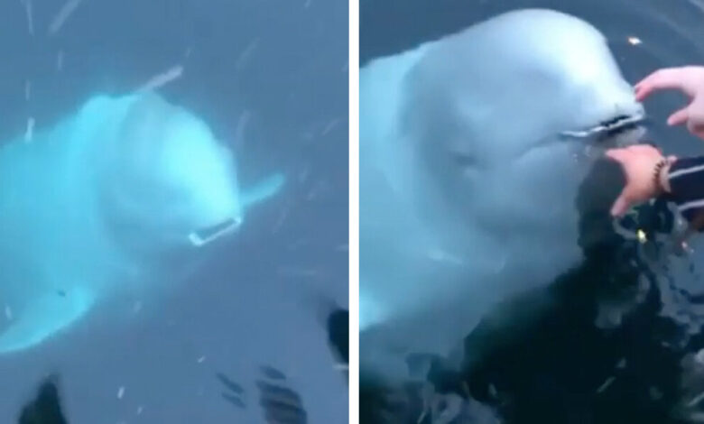 Nice Whale Returns Phone Woman Accidentally Dropped Into Sea