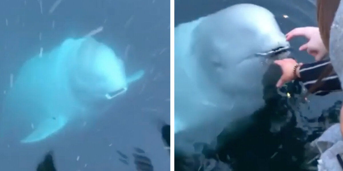 Nice Whale Returns Phone Woman Accidentally Dropped Into Sea