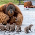 Orangutan family form a 'very special bond' with otters in zoo